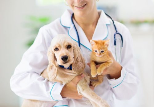 Nith Valley Animal Hospital | Veterinarian in New Hamburg | Pet Surgery
